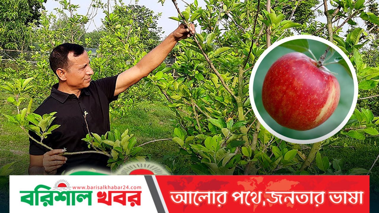 আপেল চাষে স্বপ্ন বুনছেন সিরাজগঞ্জের বোরহান!