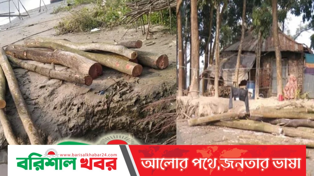 আওয়ামী লীগ নেতার বিরুদ্ধে সাবেক এমপির গাছ কেটে নেওয়ার অভিযোগ