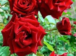 অন্ধত্বের পরীক্ষা নিতে যাবেন না