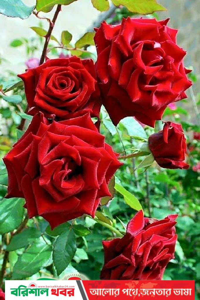 অন্ধত্বের পরীক্ষা নিতে যাবেন না