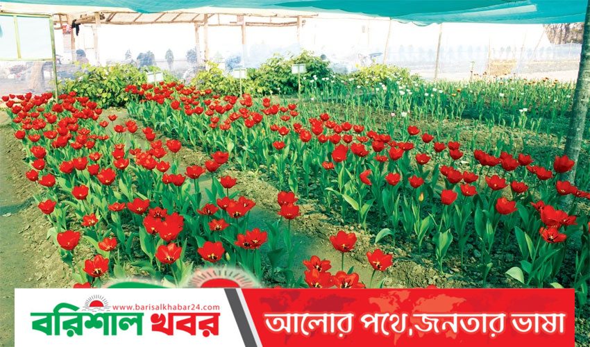 ফুলের রাজ্য গদখালী