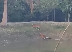 সুন্দরবনে ফিরে গেছে ফাঁড়িতে অবস্থান নেয়া তিন বাঘ