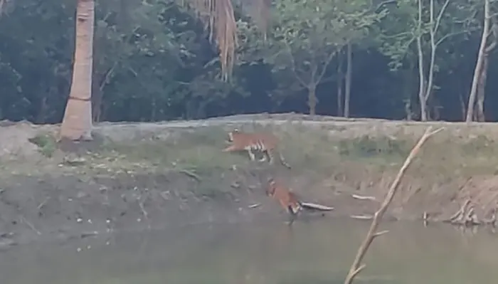 সুন্দরবনে ফিরে গেছে ফাঁড়িতে অবস্থান নেয়া তিন বাঘ