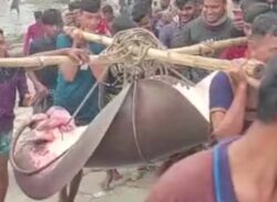 মেঘনায় ধরা পড়ল ৪ মণ ওজনের শাপলাপাতা মাছ