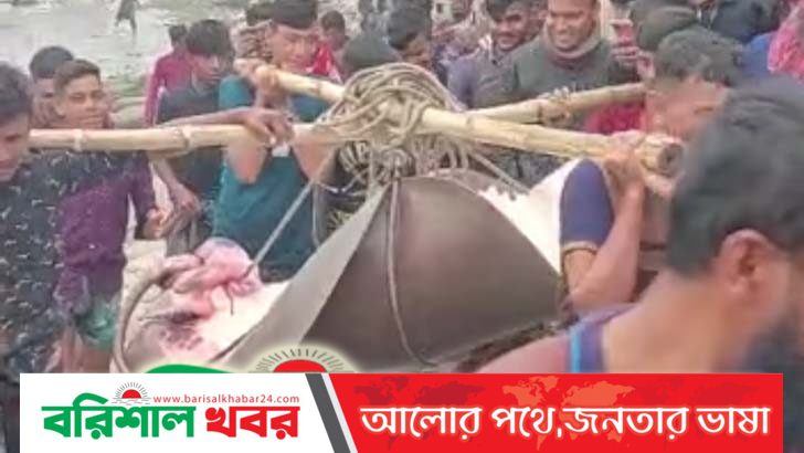 মেঘনায় ধরা পড়ল ৪ মণ ওজনের শাপলাপাতা মাছ