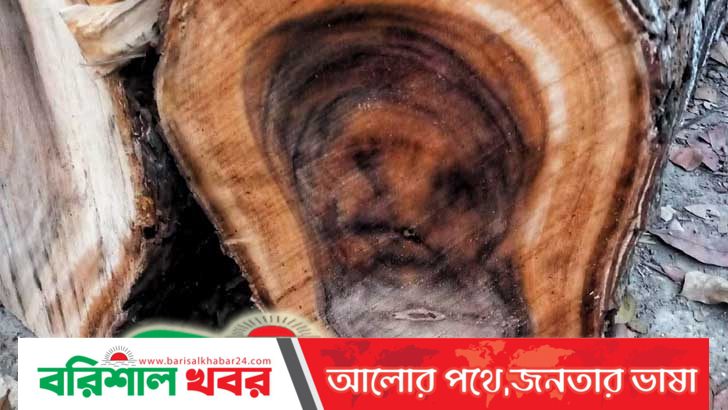 গাছে মানুষের প্রতিচ্ছবি, উৎসুক জনতার ভিড়