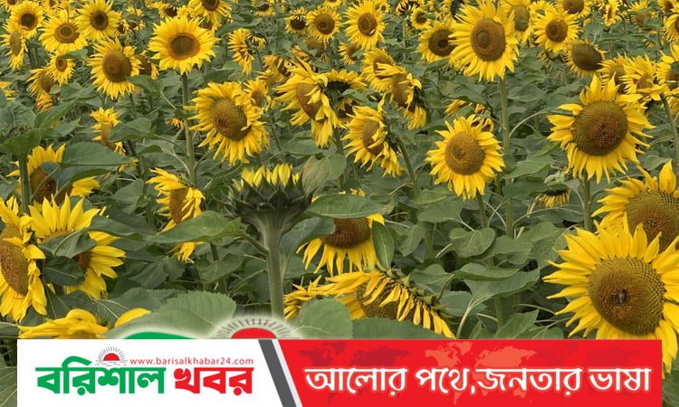 সূর্যমুখী চাষ বেড়েছে