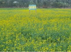 বরগুনার আমতলীর পতিত জমিতে লবন সহিষ্ণু সরিষা চাষ
