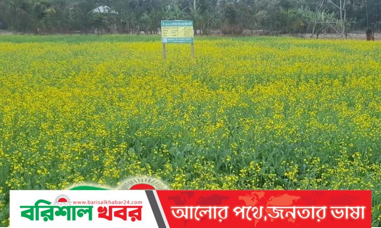 বরগুনার আমতলীর পতিত জমিতে লবন সহিষ্ণু সরিষা চাষ