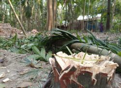 ঝালকাঠিতে ভাইয়ের বিরুদ্ধে বোনের জমি দখলের চেষ্টার অভিযোগ