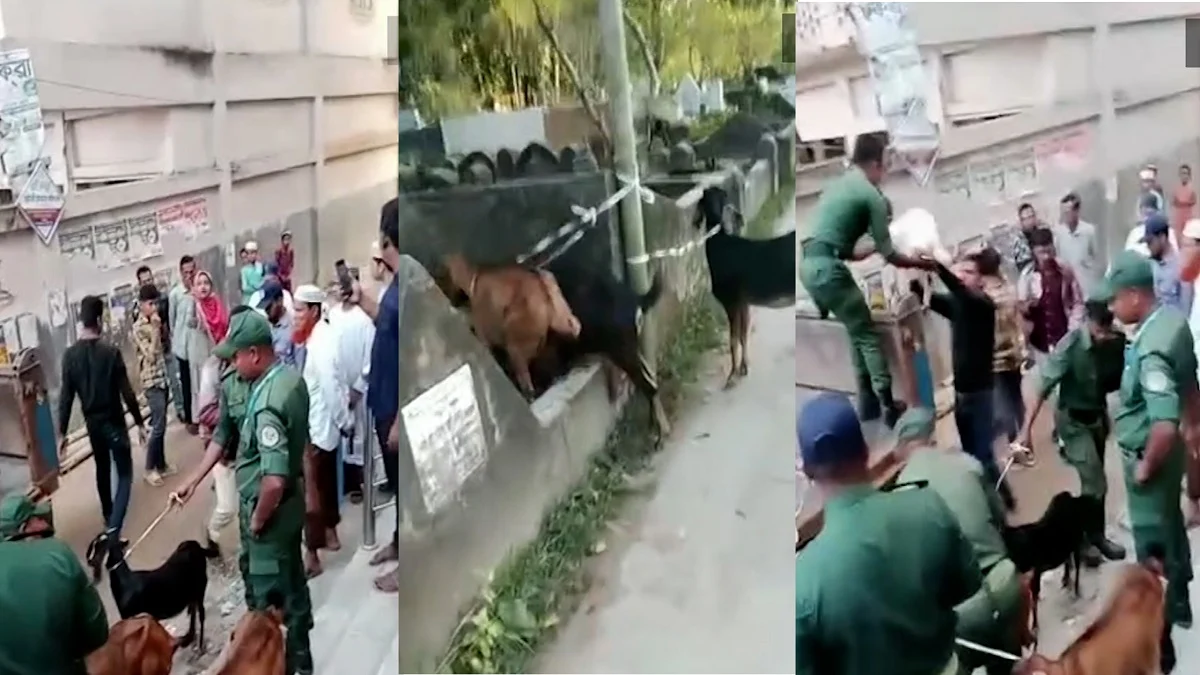 বরিশালে গাছ খাওয়ার অভিযোগে ১৫ ছাগল আটক