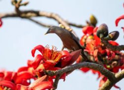 ফাগুন  মানে : রোকেয়া মুন্নি