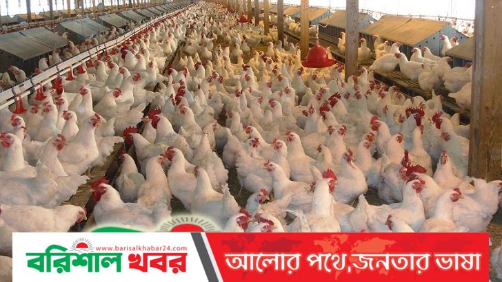 পোলট্রি খাতে ৫২ দিনে ৯৩৬ কোটি টাকা লুট!