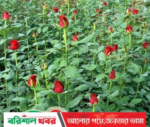 বাণিজ্যিকভাবে গোলাপ ফুল চাষে সাফল্য পাওয়া যাচ্ছে
