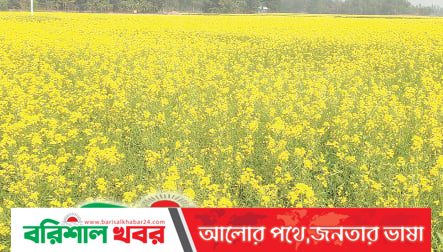 দক্ষিণ-পশ্চিমাঞ্চলের ৬ জেলায় লক্ষ্যমাত্রার চেয়ে বেশি জমিতে সরিষার আবাদ