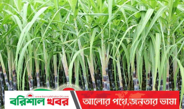 আখের সঙ্গে অন্য শস্য আবাদ অধিকতর লাভজনক