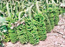 দুই দিনে কোটি টাকার কলা বিক্রি