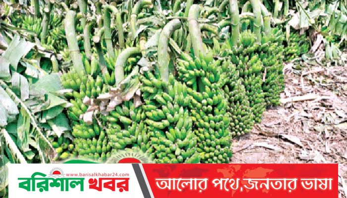 দুই দিনে কোটি টাকার কলা বিক্রি