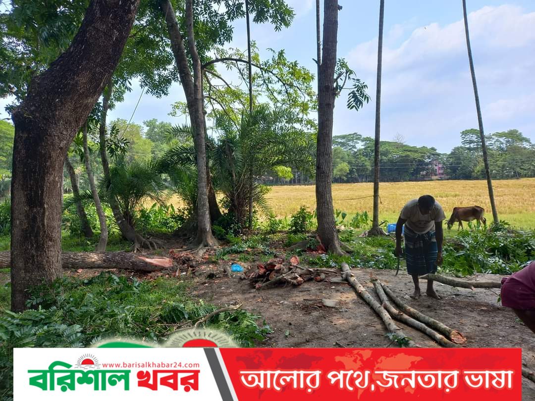 বাকেরগঞ্জের বোয়ালিয়ায় গাছ কেটে নিচ্ছে জোড় করে :বাধাঁ দেয়ায় হুমকি :থানায় অভিযোগ