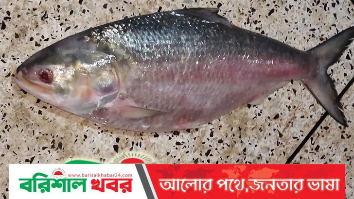 খাপড়াভাঙ্গা নদীতে ধরা পড়ল সাড়ে ৩ কেজির ইলিশ