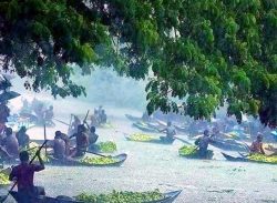 আটঘর কুড়িয়ানায় ভিমরুলের কামড়ে আহত ২৪