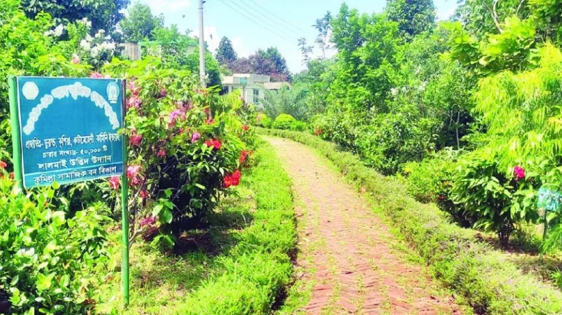 কুমিল্লার লালমাই পাহাড়ে বিরল উদ্ভিদের মেলা, ছড়াচ্ছে মুগ্ধতা