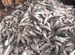 বরিশালে ক্রয়ক্ষমতার বাইরে ইলিশ