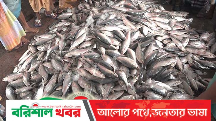 বরিশালে ক্রয়ক্ষমতার বাইরে ইলিশ