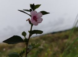 বুনোফুল