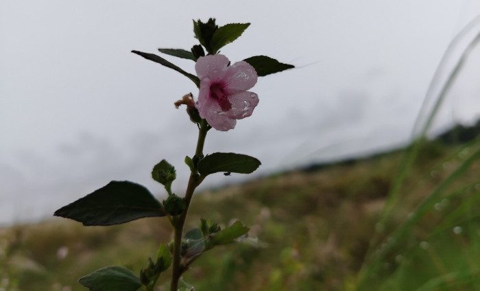 বুনোফুল