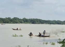 পায়রা, পান্ডব, পাতাবুনিয়া ও লোহালিয়া নদীতে অবাধে ইলিশ শিকার