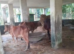 আমতলীতে সরকারি প্রাথমিক বিদ্যালয় ভবনে গোয়াল ঘর