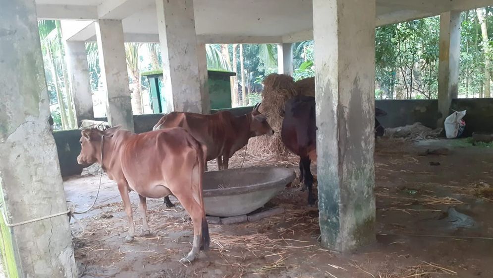 আমতলীতে সরকারি প্রাথমিক বিদ্যালয় ভবনে গোয়াল ঘর