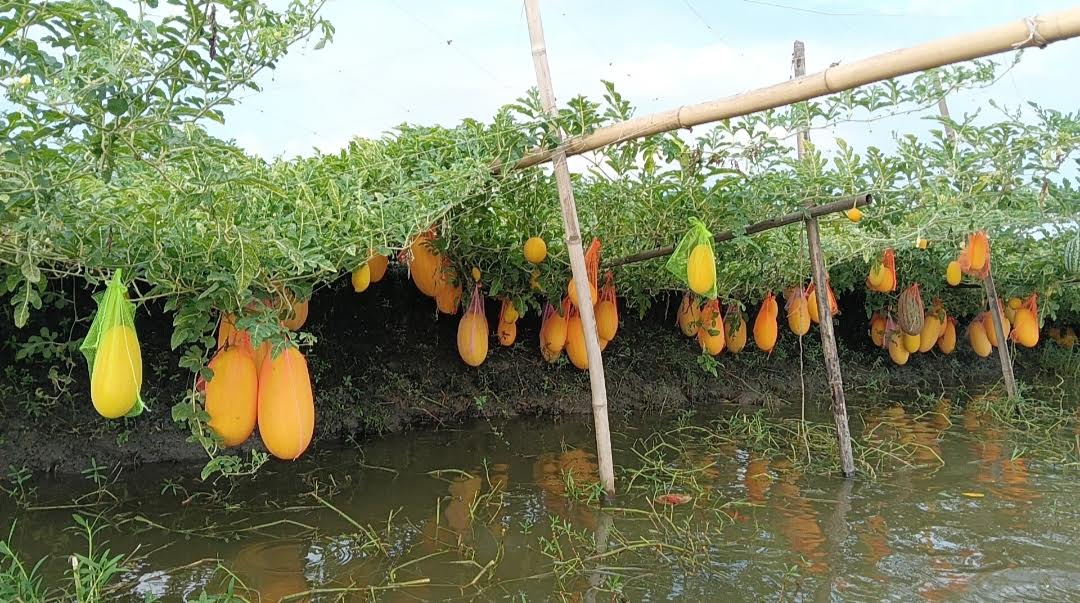 তরমুজ চাষে কৃষকের ভাগ্যবদল