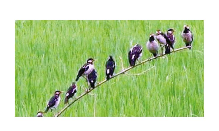 দিনাজপুরে আমনের পোকা দমনে জনপ্রিয় হচ্ছে পার্চিং প্রদ্ধতি