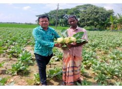 উন্নত জাতের ফুলকপি চাষে ঝুঁকছেন রাজশাহীর কৃষকরা