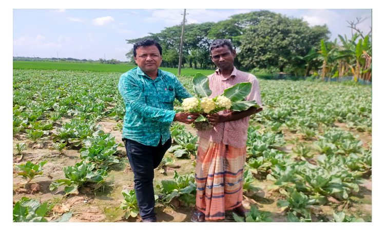 উন্নত জাতের ফুলকপি চাষে ঝুঁকছেন রাজশাহীর কৃষকরা