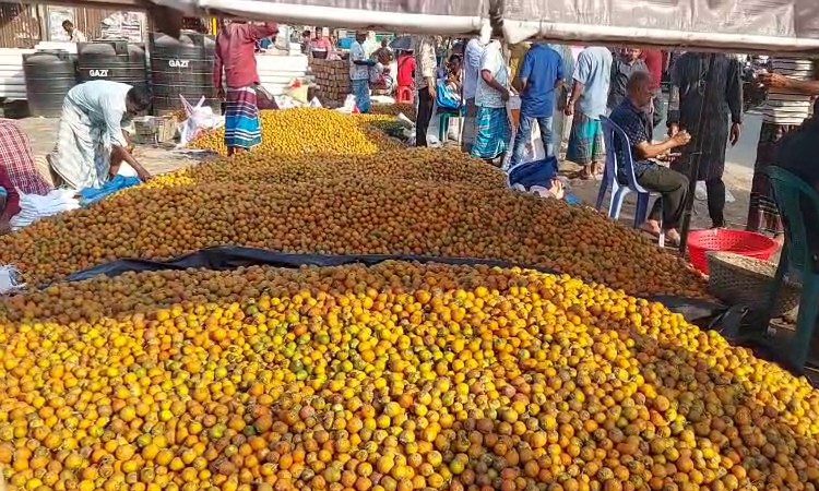 লক্ষ্মীপুরে সুপারি চাষে আগ্রহ বাড়ছে কৃষকের