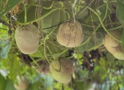 কিশোরগঞ্জে গাছ আলু সবজি বাণিজ্যিকভাবে চাষ হচ্ছে