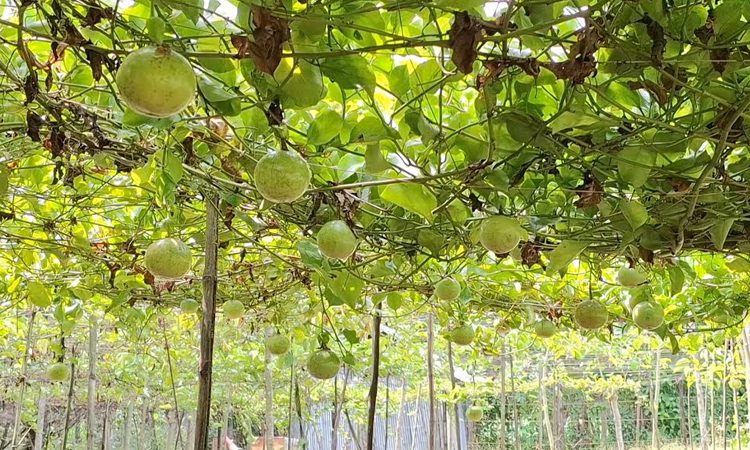 কম খরচে আনারকলি চাষ করে মিলবে লাখ টাকা মুনাফা