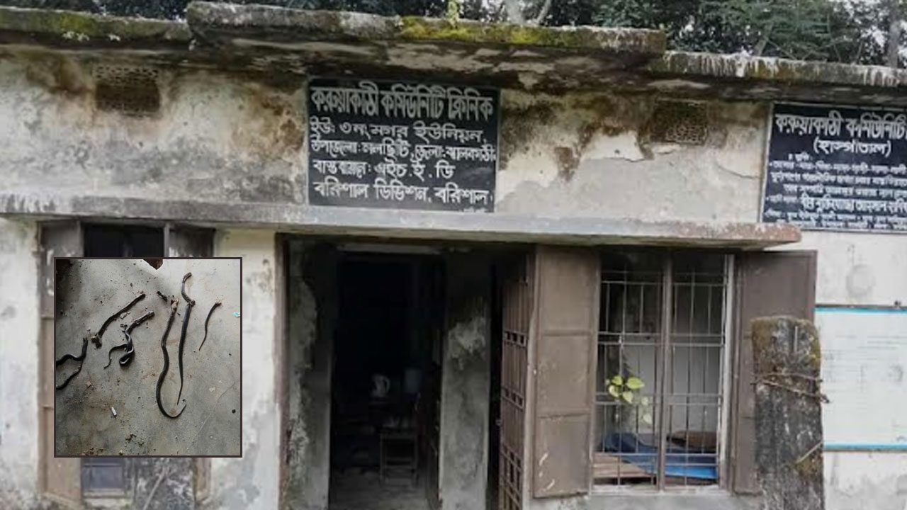 নলছিটির কারুয়াকাঠি কমিউনিটি ক্লিনিকে একসঙ্গে সাত সাপ