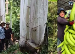 ৬০ ফুট লম্বা গাছের ১২ ইঞ্চি কলা!