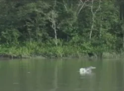 সুন্দরবনে ইউএনডিপির অর্থায়ন: প্রকল্পে অনিয়ম-দুর্নীতির অভিযোগ
