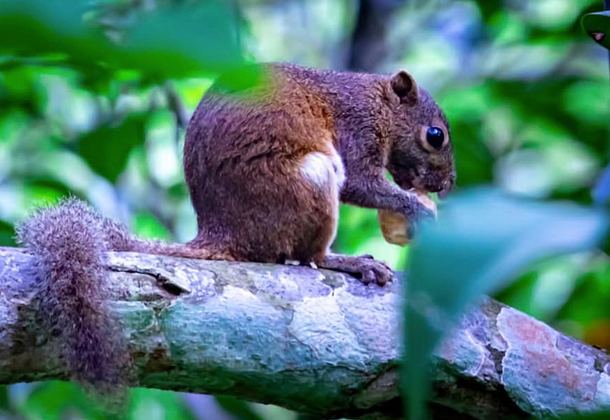 আমি ও সুখী কাঠবিড়ালি