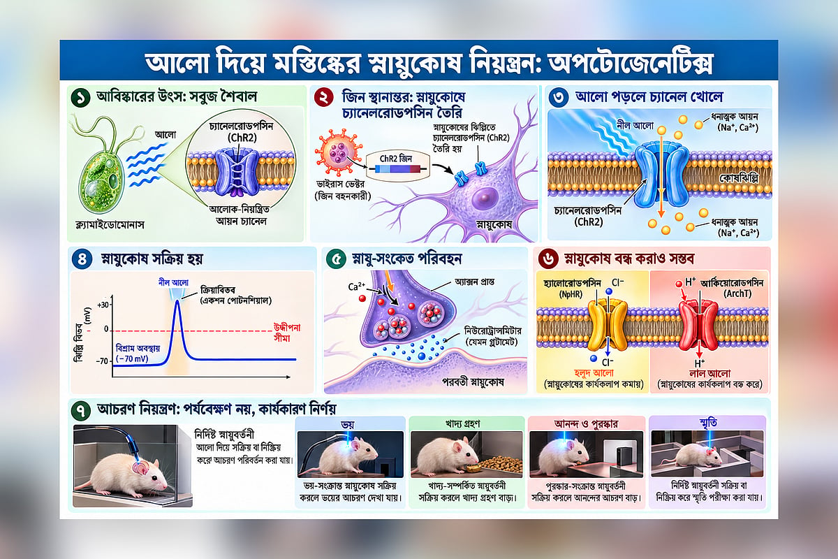 আলো যখন মস্তিষ্কের নিয়ন্ত্রক: গল্পের শুরু একটি সবুজ শৈবাল থেকে
