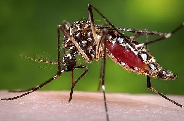 এডিস শনাক্তে কৃত্রিম বুদ্ধিমত্তার ফাঁদ