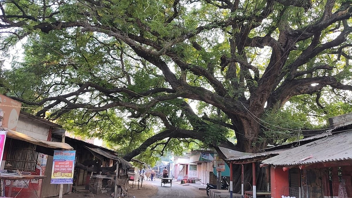 গাছের নামেই তেঁতুলতলা বাজার