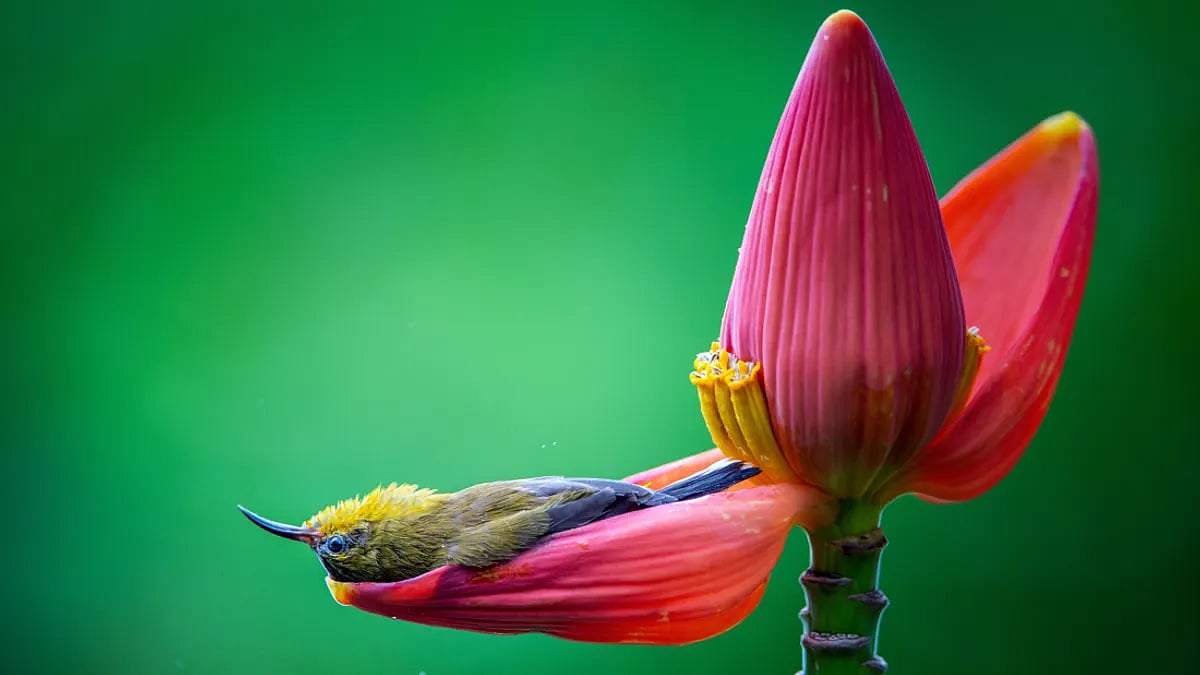 ছবিতে ভোট দিয়ে ৮০ হাজার টাকা জেতার সুযোগ