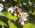 দইগোটা গাছে গোলাপি-সাদা ফুল, লালচে ফল