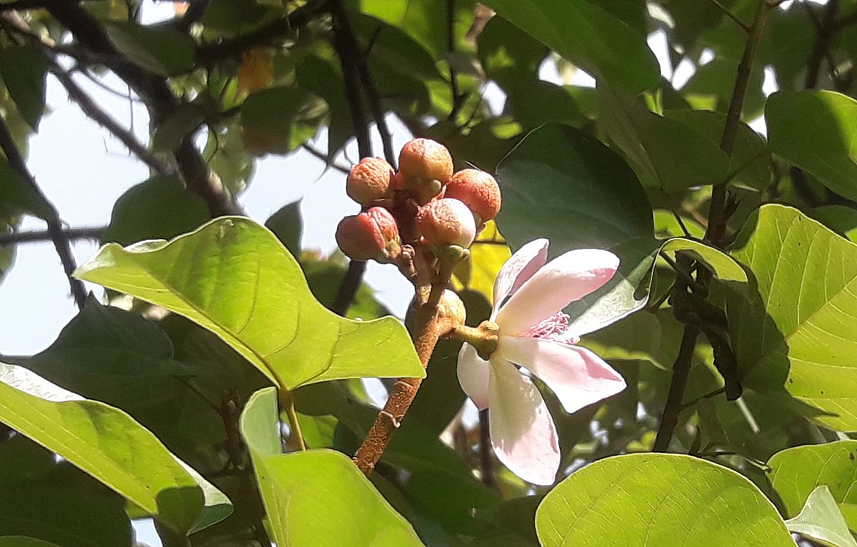 দইগোটা গাছে গোলাপি-সাদা ফুল, লালচে ফল